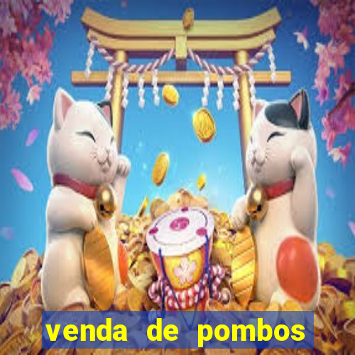 venda de pombos correios olx